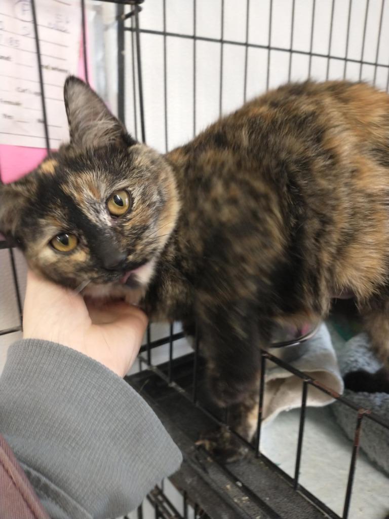 Enlarge Bebe, a Adoptable Domestic Short Hair in Saint James, MN image 5/5