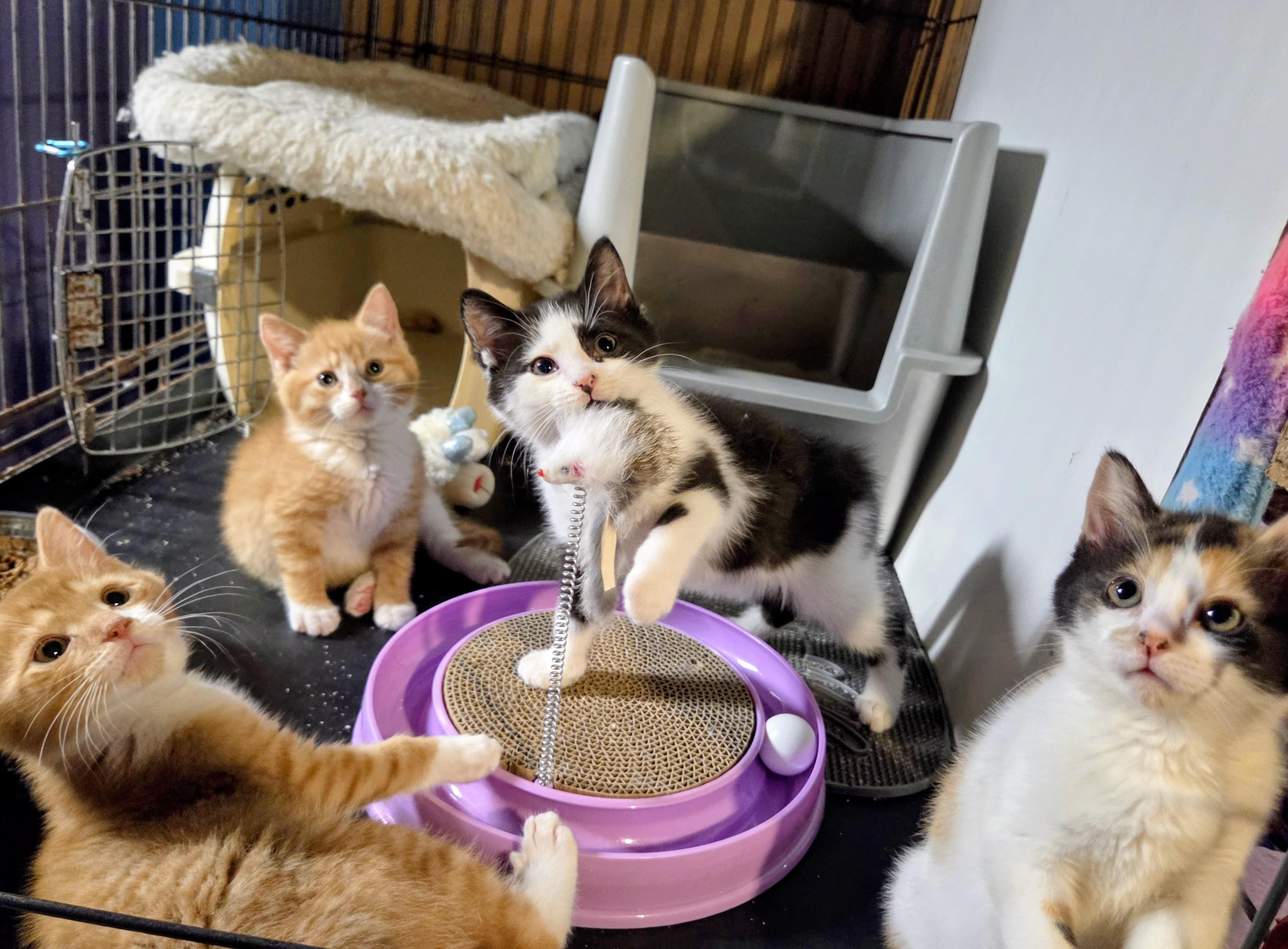 Enlarge Breakfast Club Kittens, a ADOPTABLE Domestic Short Hair in Lisbon, CT image 1/1