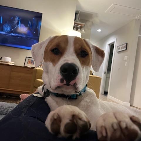 Enlarge Donner, a Adoptable mixed breed in Pearland, TX image 3/6