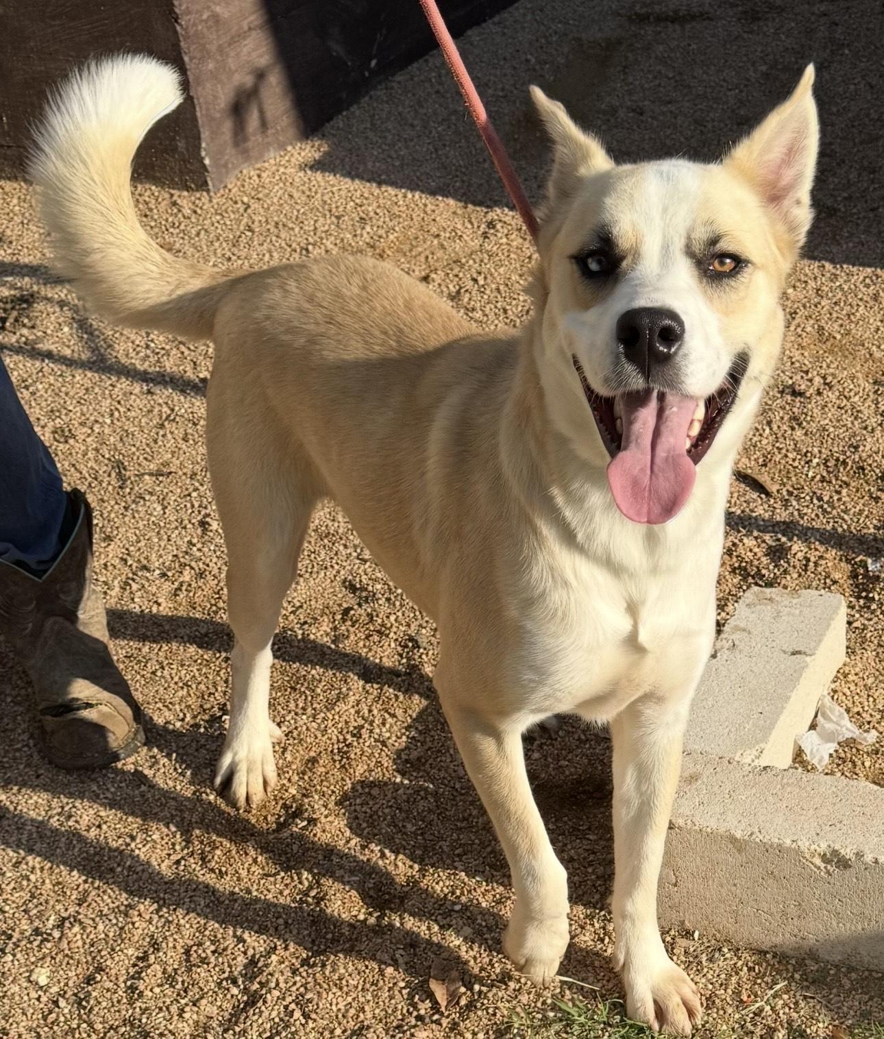 Winter, Adoptable, Adult Male Husky & German Shepherd Dog.