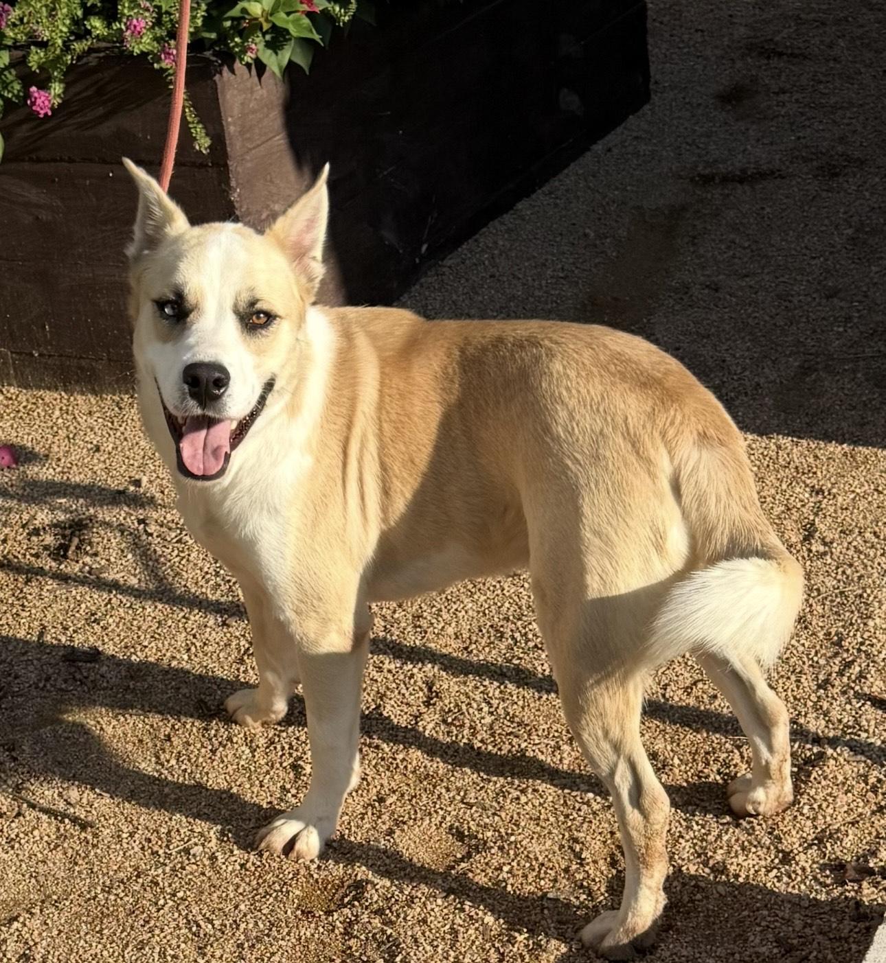 Winter, a Adoptable mixed breed in Huntington, NY image 2/3