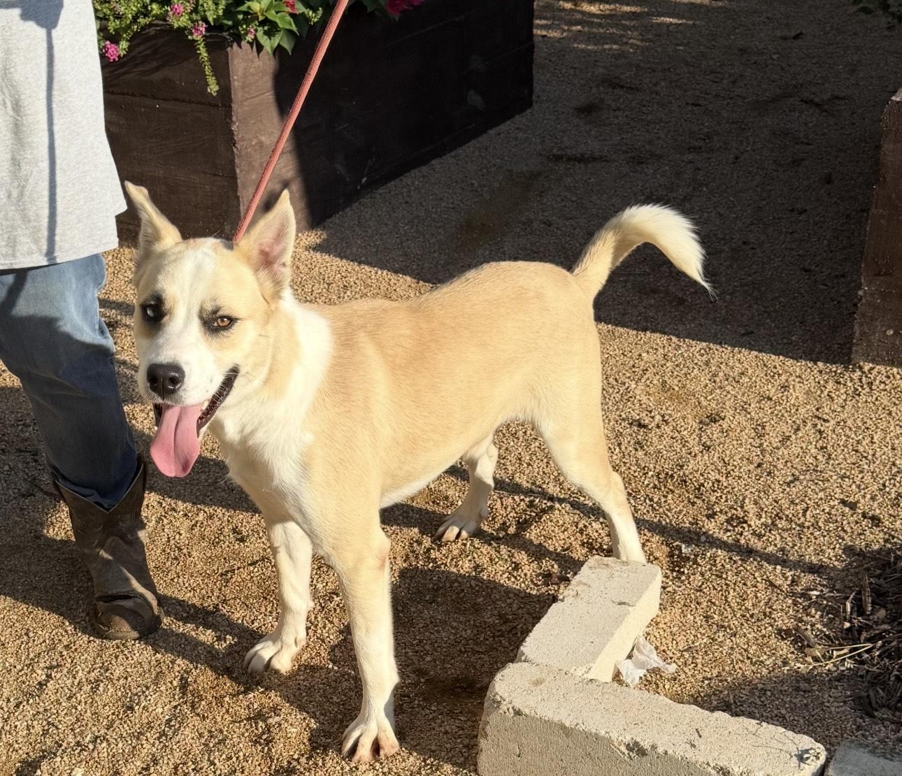 Winter, a Adoptable mixed breed in Huntington, NY image 3/3
