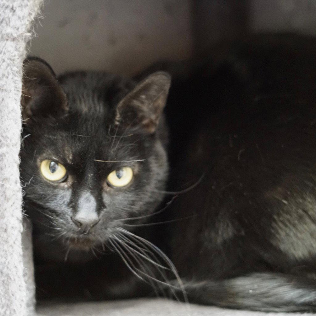 Mister, Adoptable, Adult Male Domestic Short Hair.