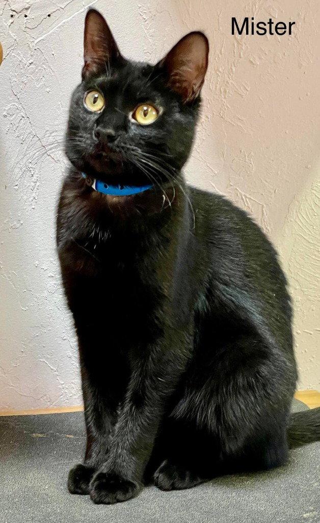 Enlarge Mister, a Adoptable Domestic Short Hair in Saint George, UT image 2/3