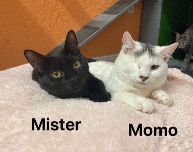 Enlarge Mister, a Adoptable Domestic Short Hair in Saint George, UT image 3/3