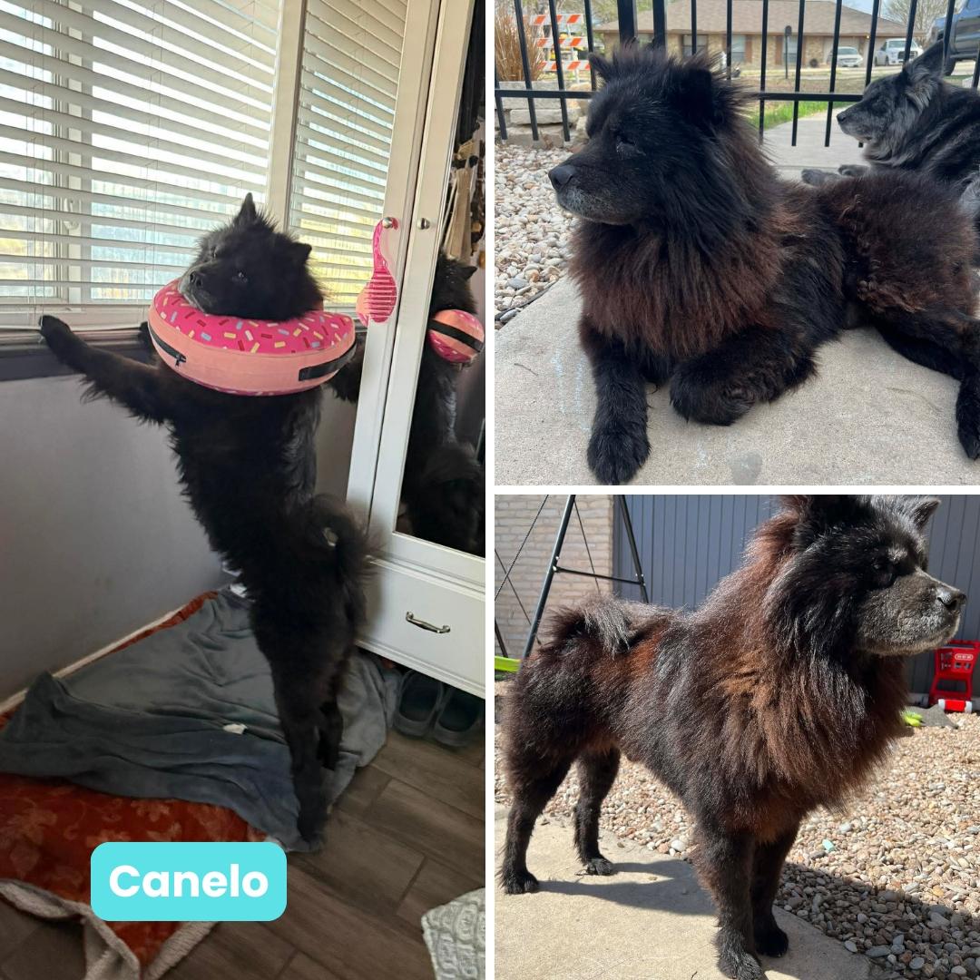 Canelo, Adoptable, Adult Male Chow Chow.