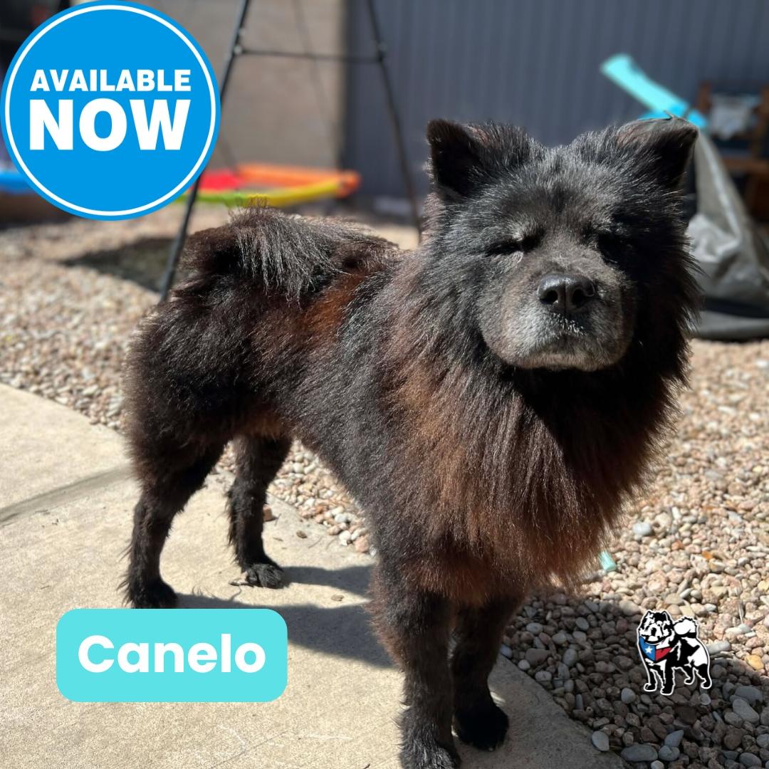 Canelo, a Adoptable Chow Chow in Houston, TX image 2/3
