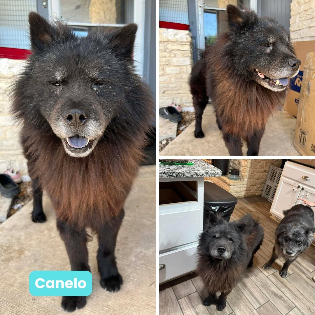 Canelo, a Adoptable Chow Chow in Houston, TX image 3/3