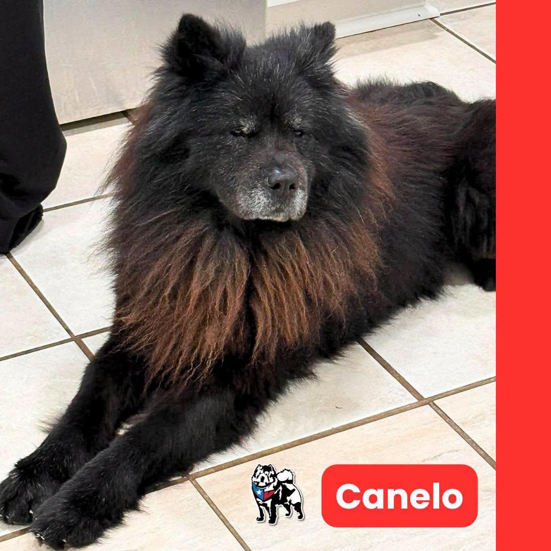 Canelo, a Adoptable Chow Chow in Houston, TX image 4/4