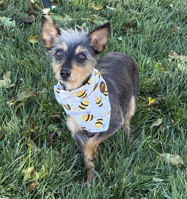 Loulou, Adoptable, Senior Female Terrier.