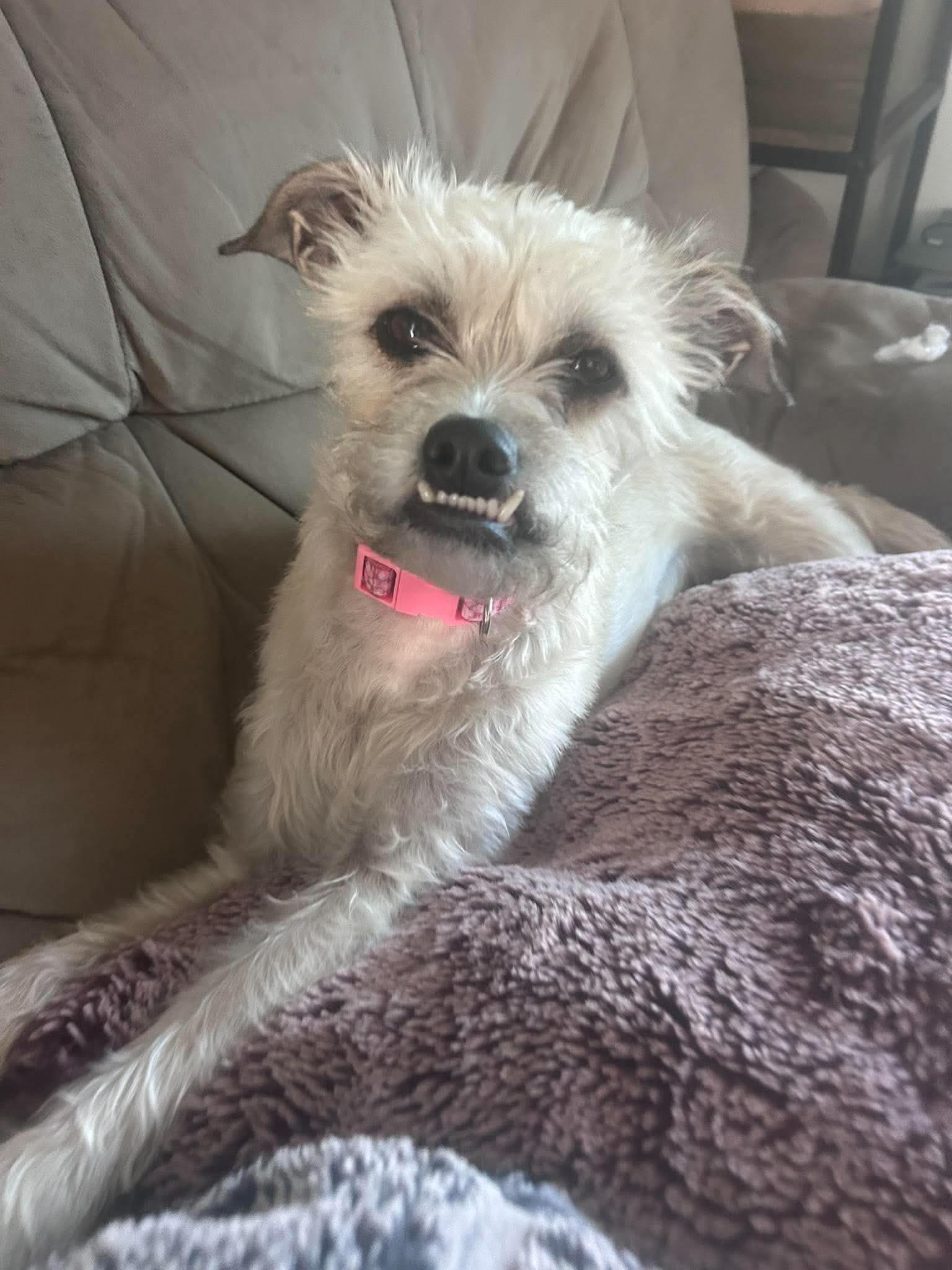 Enlarge Stella, a Adopted Cairn Terrier in Plummer, ID image 2/6