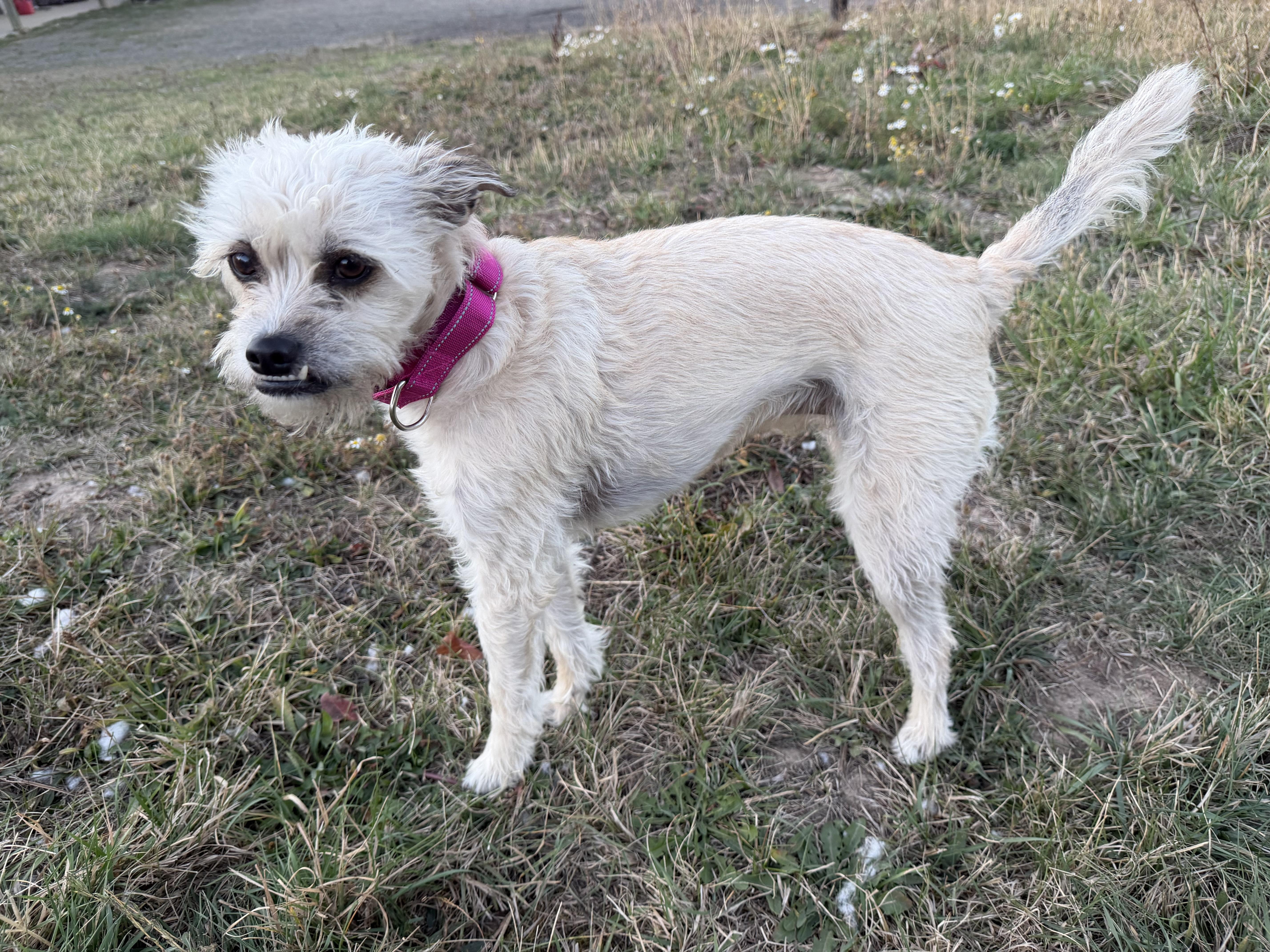 Stella, Adopted, Adult Female Cairn Terrier.