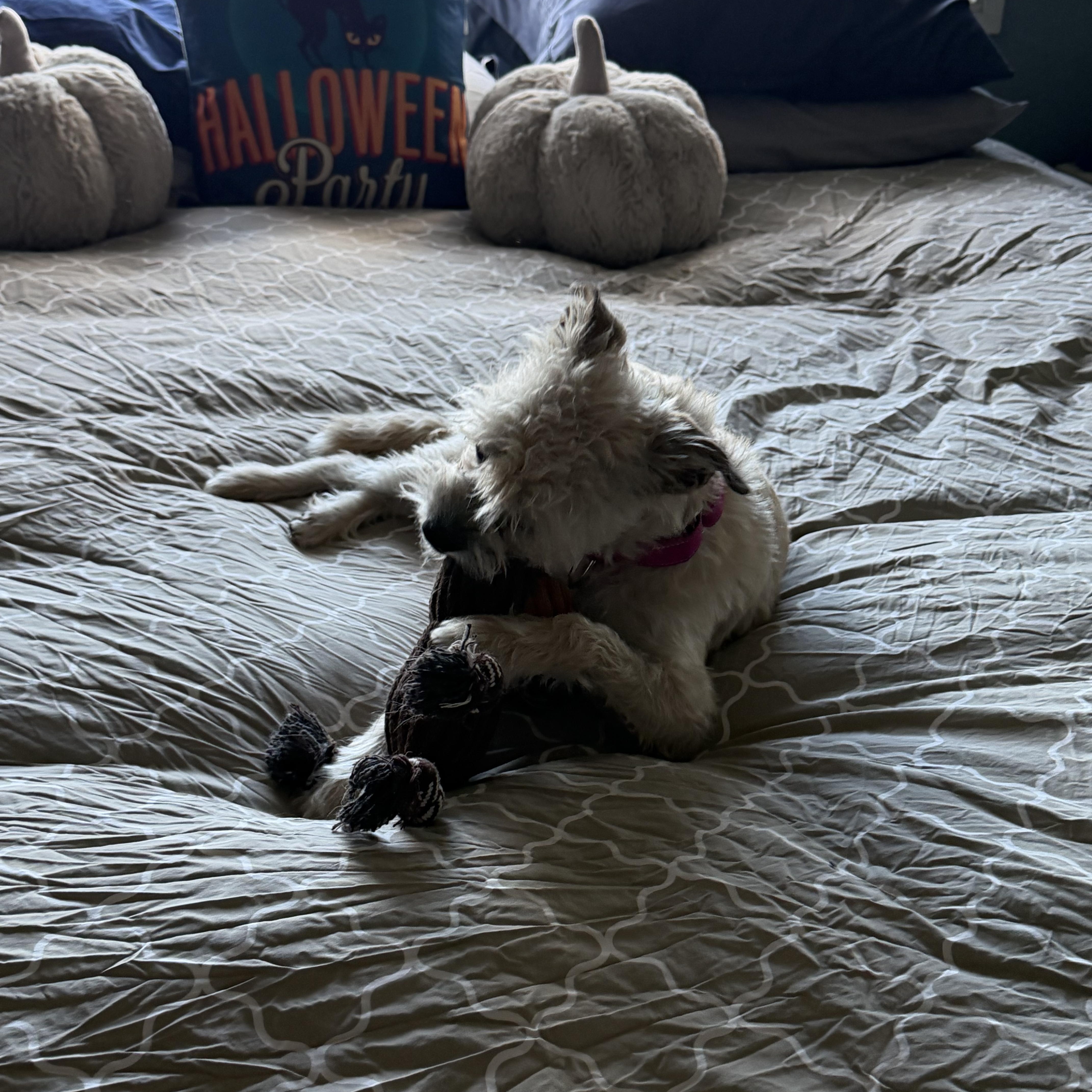 Enlarge Stella, a Adopted Cairn Terrier in Plummer, ID image 4/6