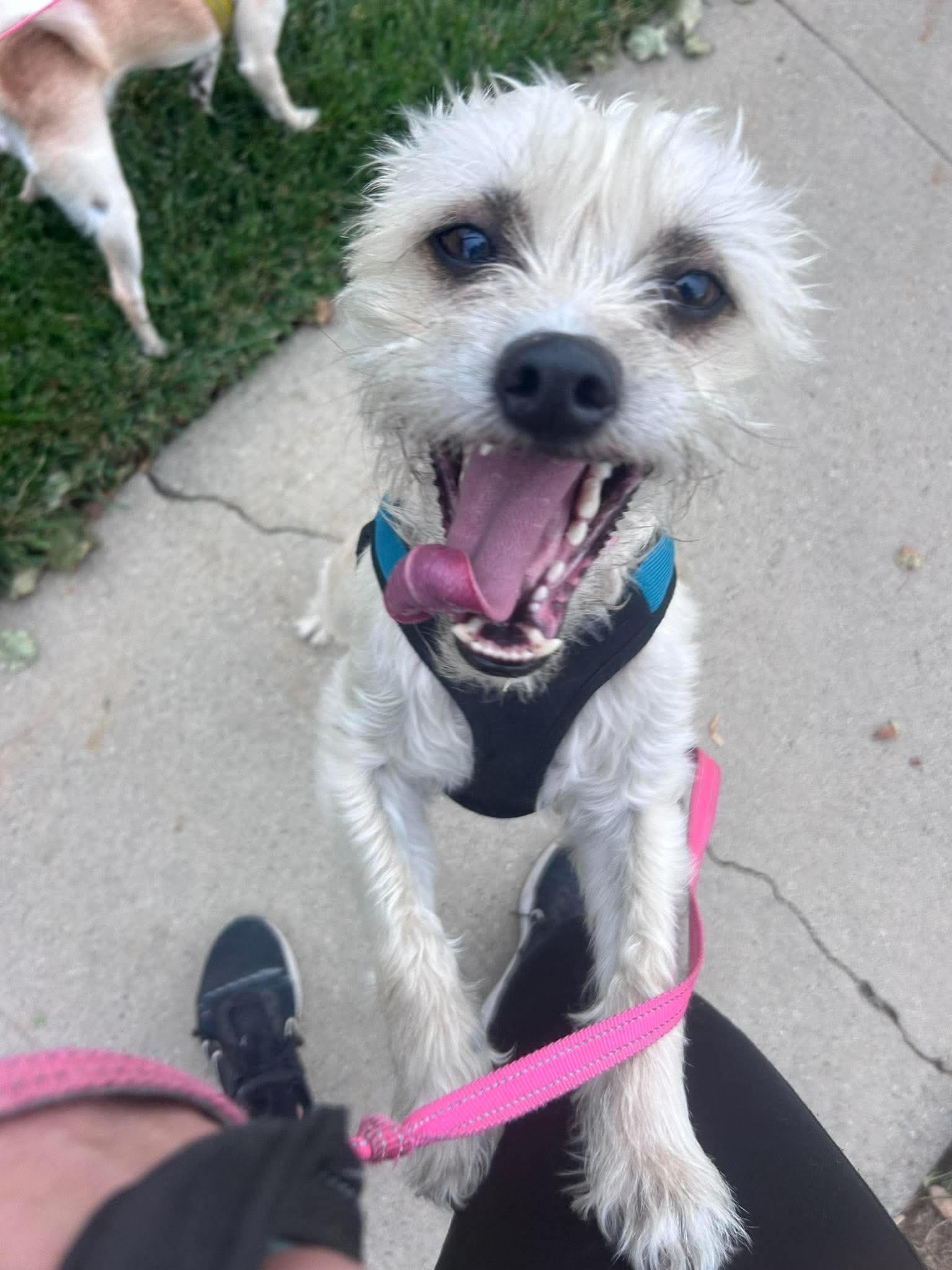Enlarge Stella, a Adopted Cairn Terrier in Plummer, ID image 3/6
