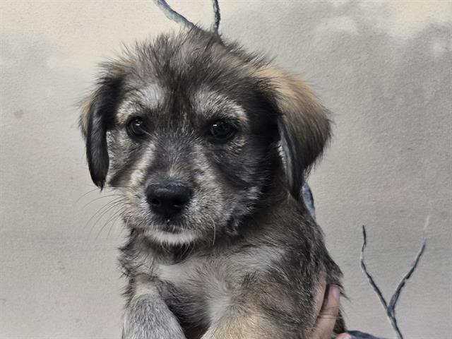 VIOLET, Adoptable, Puppy Female Shepherd.