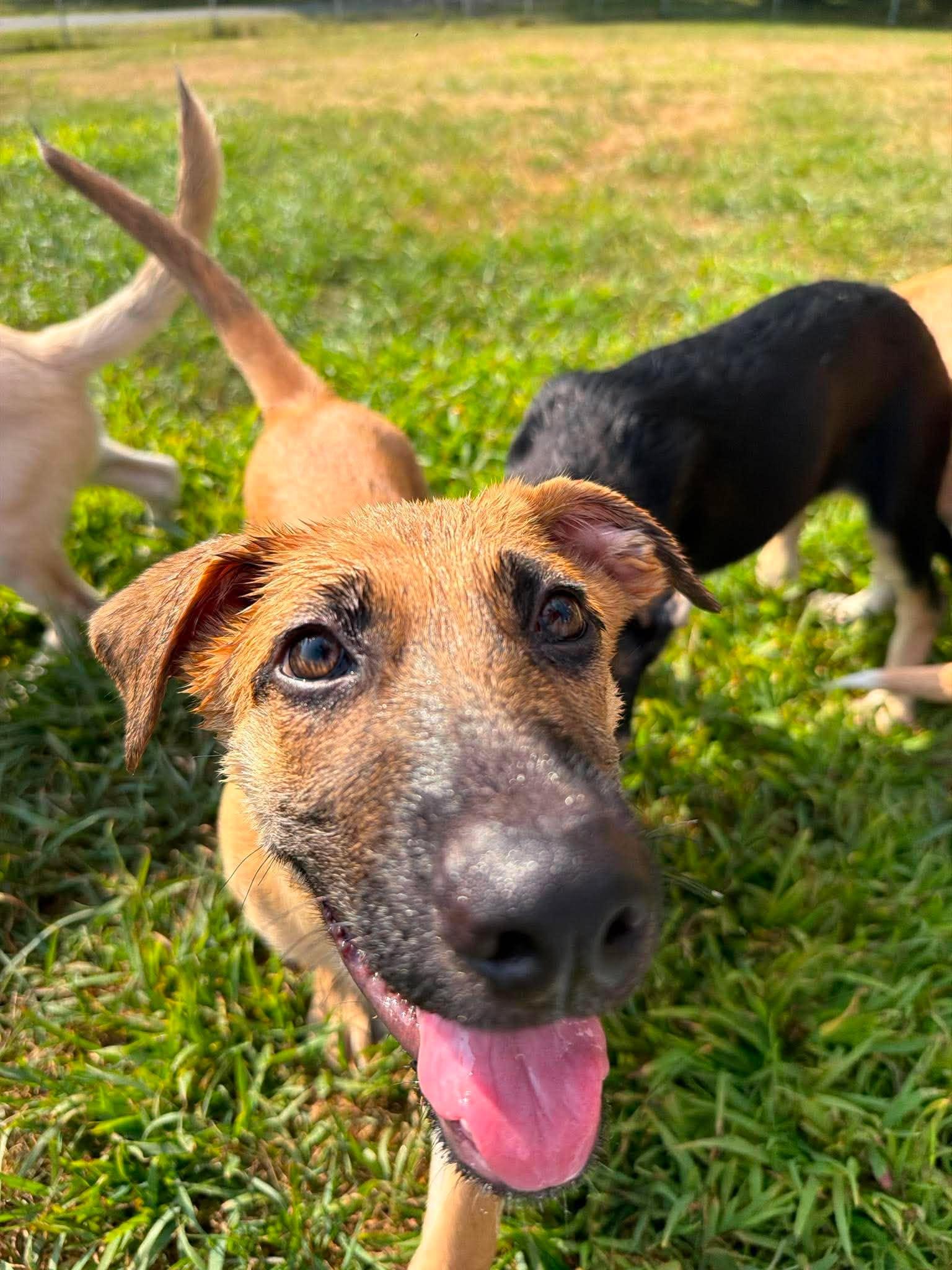 Sadie, an adopted mixed breed in Kalamazoo, MI image 3/6