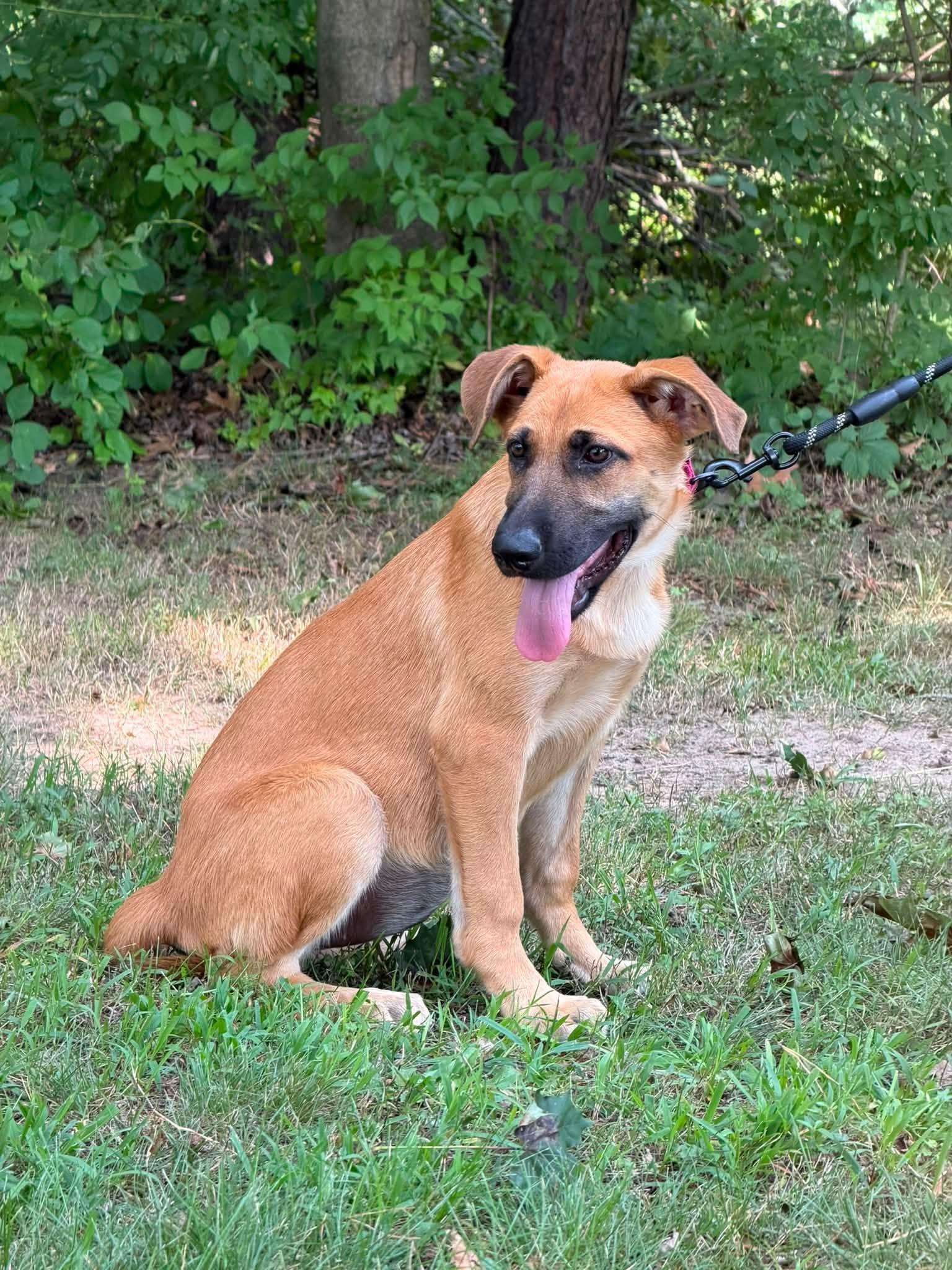 Sadie, an adopted mixed breed in Kalamazoo, MI image 1/6