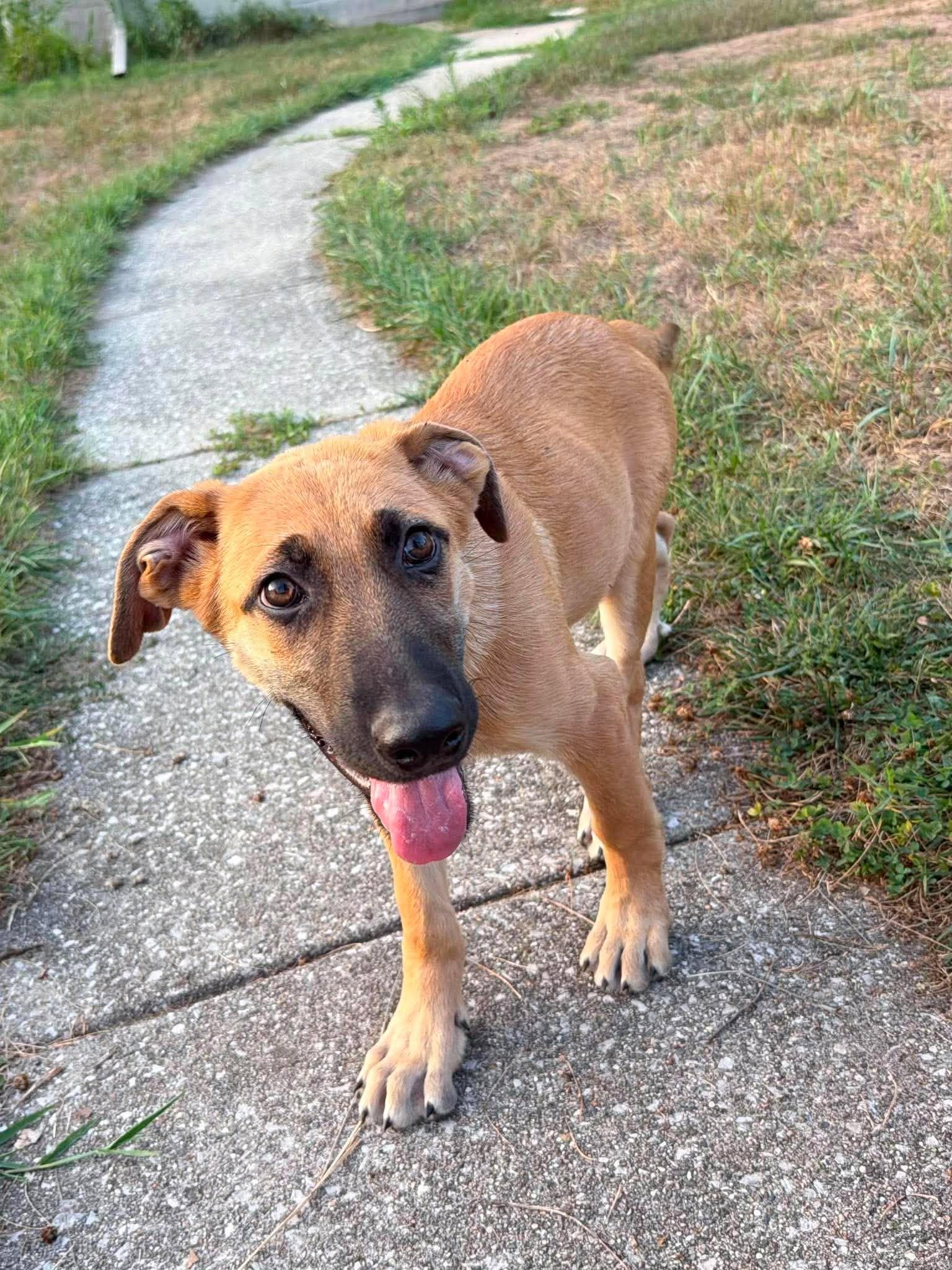 Sadie, an adopted mixed breed in Kalamazoo, MI image 5/6
