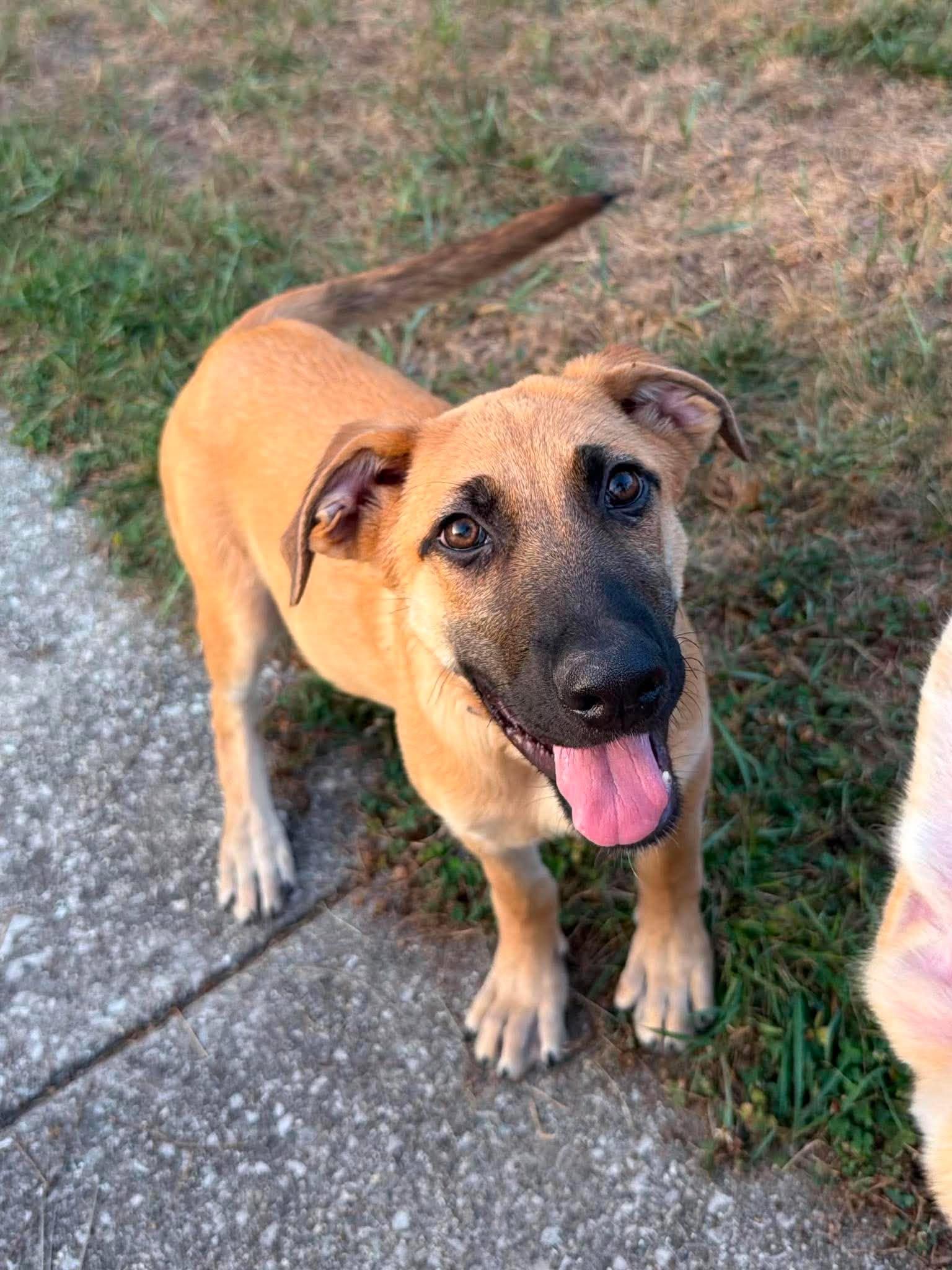 Sadie, an adopted mixed breed in Kalamazoo, MI image 4/6