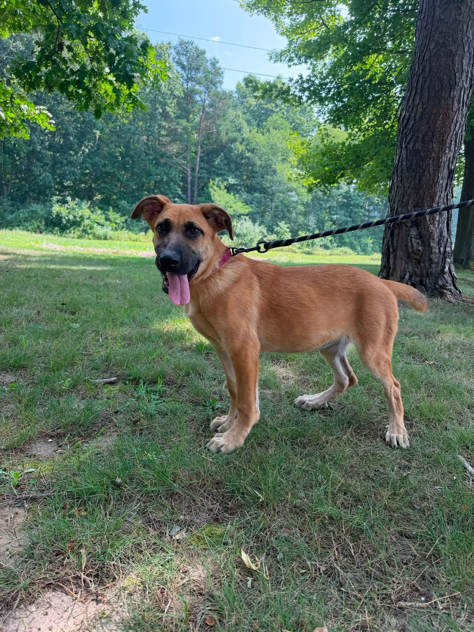 Sadie, an adopted mixed breed in Kalamazoo, MI image 6/6