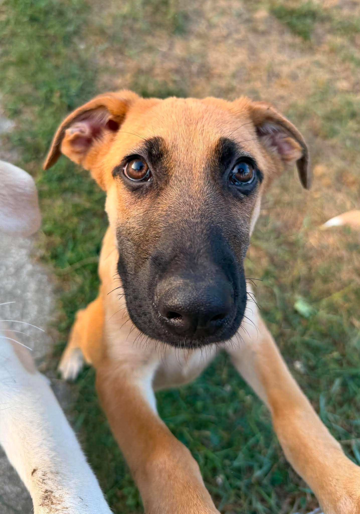 Sadie, an adopted mixed breed in Kalamazoo, MI image 2/6