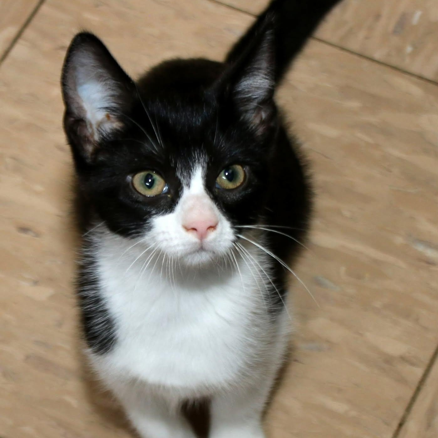 Ayaan, ADOPTABLE, Kitten Female Domestic Short Hair.