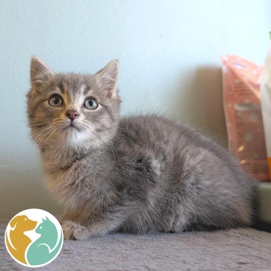 Taffy, Adoptable, Kitten Female Domestic Short Hair & Domestic Short Hair.
