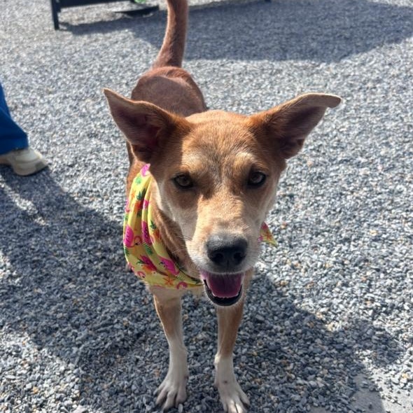 Enlarge Ginger, a ADOPTABLE mixed breed in Marion, NC image 1/3
