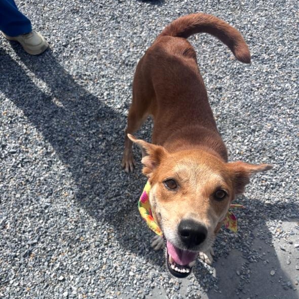 Enlarge Ginger, a ADOPTABLE mixed breed in Marion, NC image 2/3