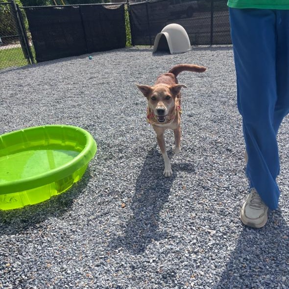 Enlarge Ginger, a ADOPTABLE mixed breed in Marion, NC image 3/3
