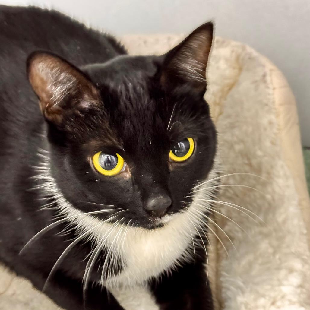 Mary, Adoptable, Young Female Domestic Short Hair.