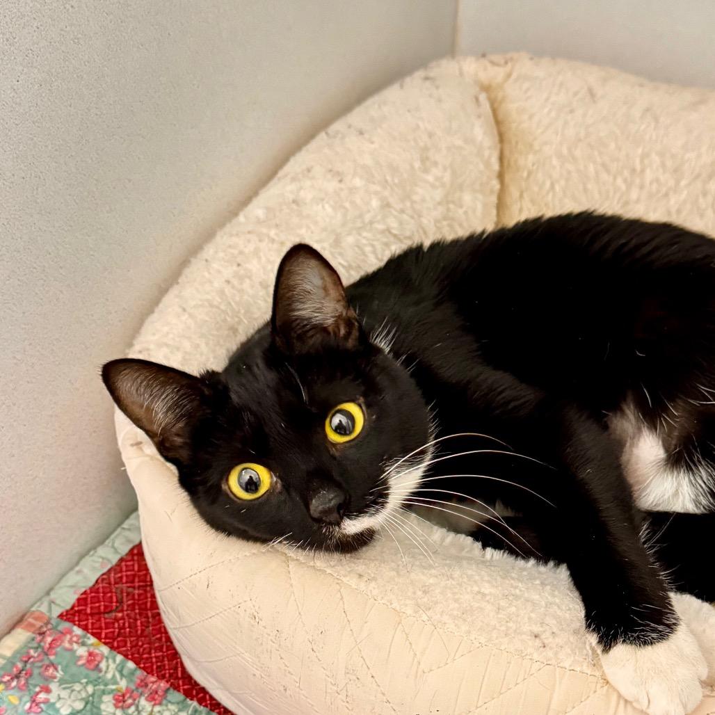 Mary, a Adoptable Domestic Short Hair in Franklin, NC image 2/6