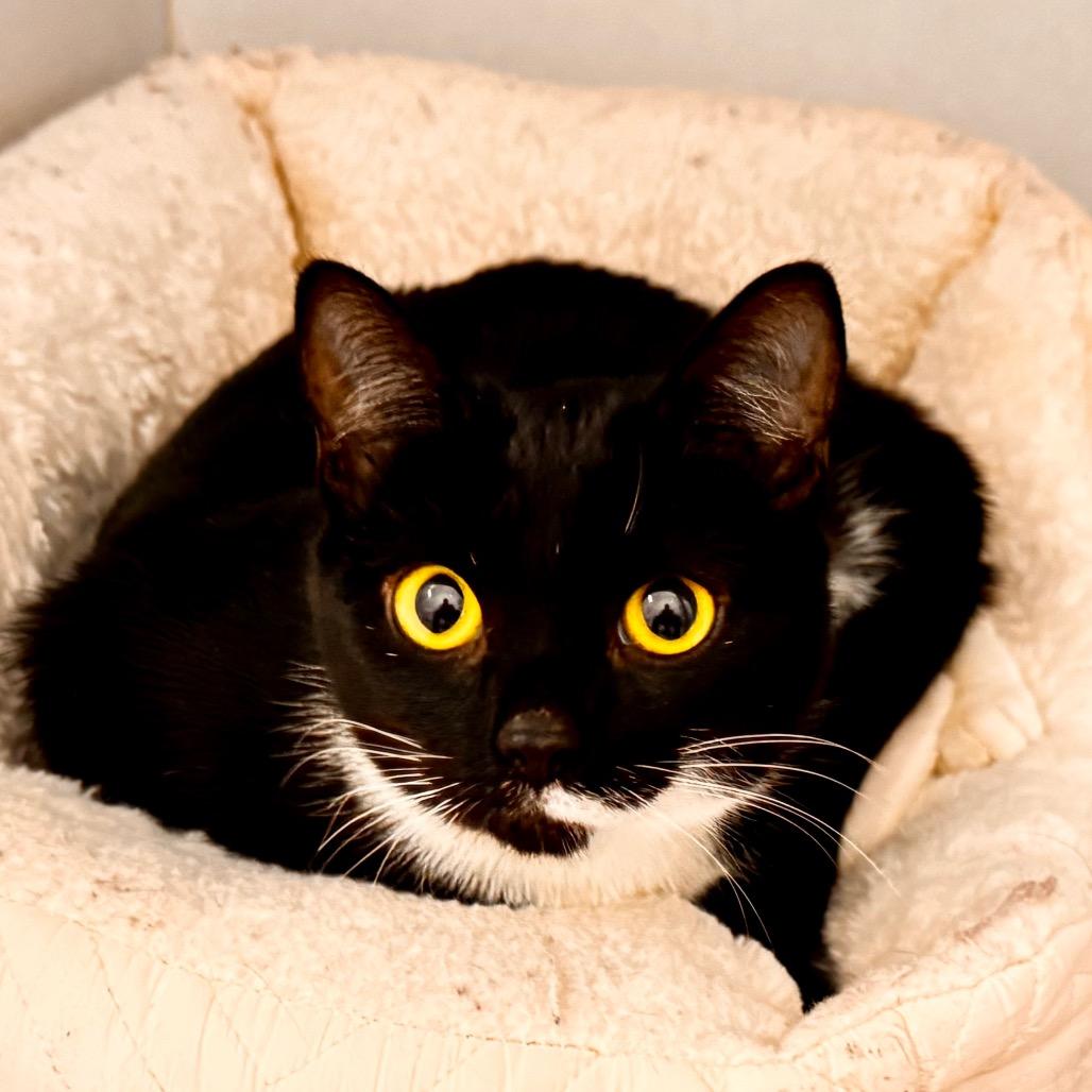 Mary, a Adoptable Domestic Short Hair in Franklin, NC image 3/6