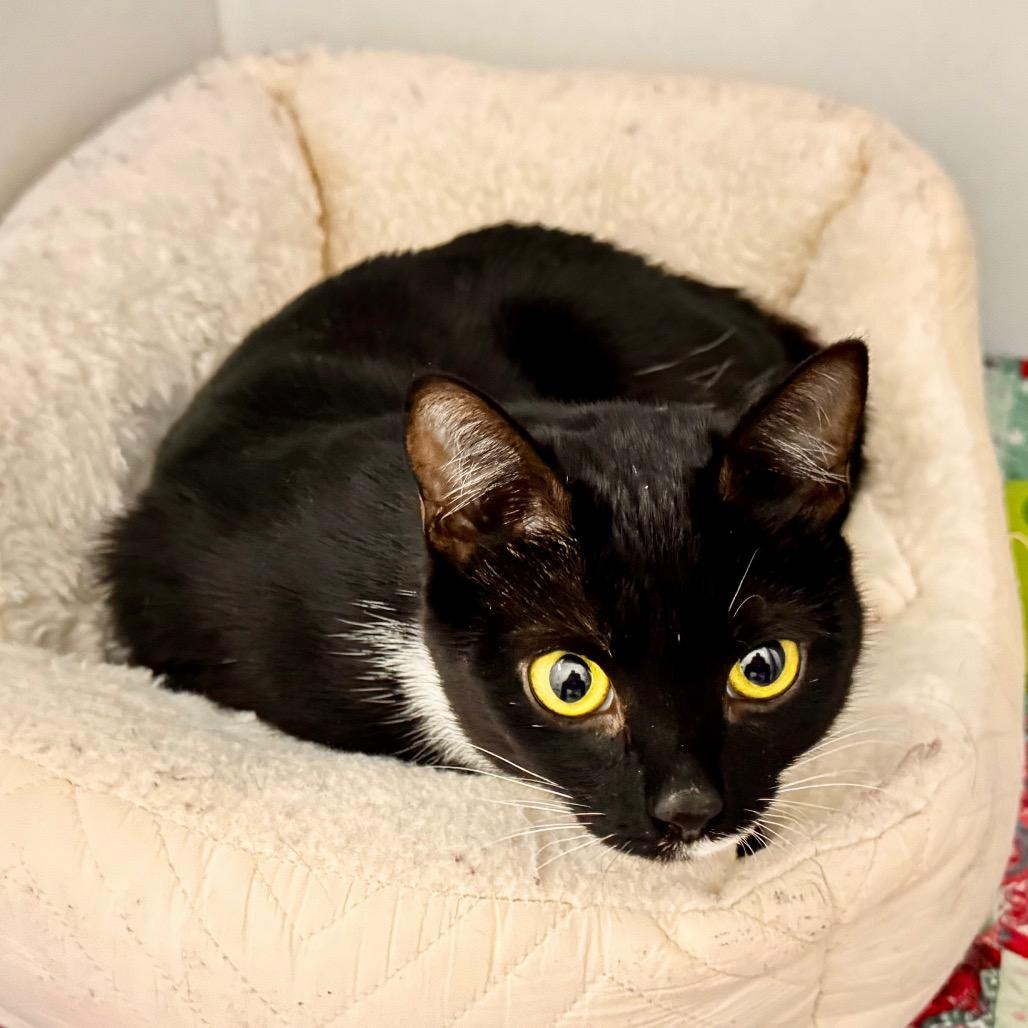 Mary, a Adoptable Domestic Short Hair in Franklin, NC image 4/6