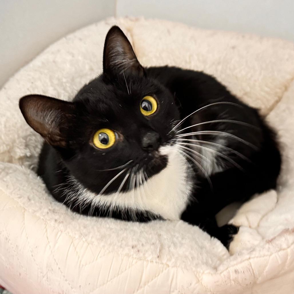 Mary, a Adoptable Domestic Short Hair in Franklin, NC image 5/6