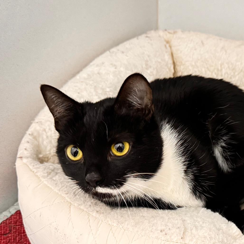 Mary, a Adoptable Domestic Short Hair in Franklin, NC image 6/6