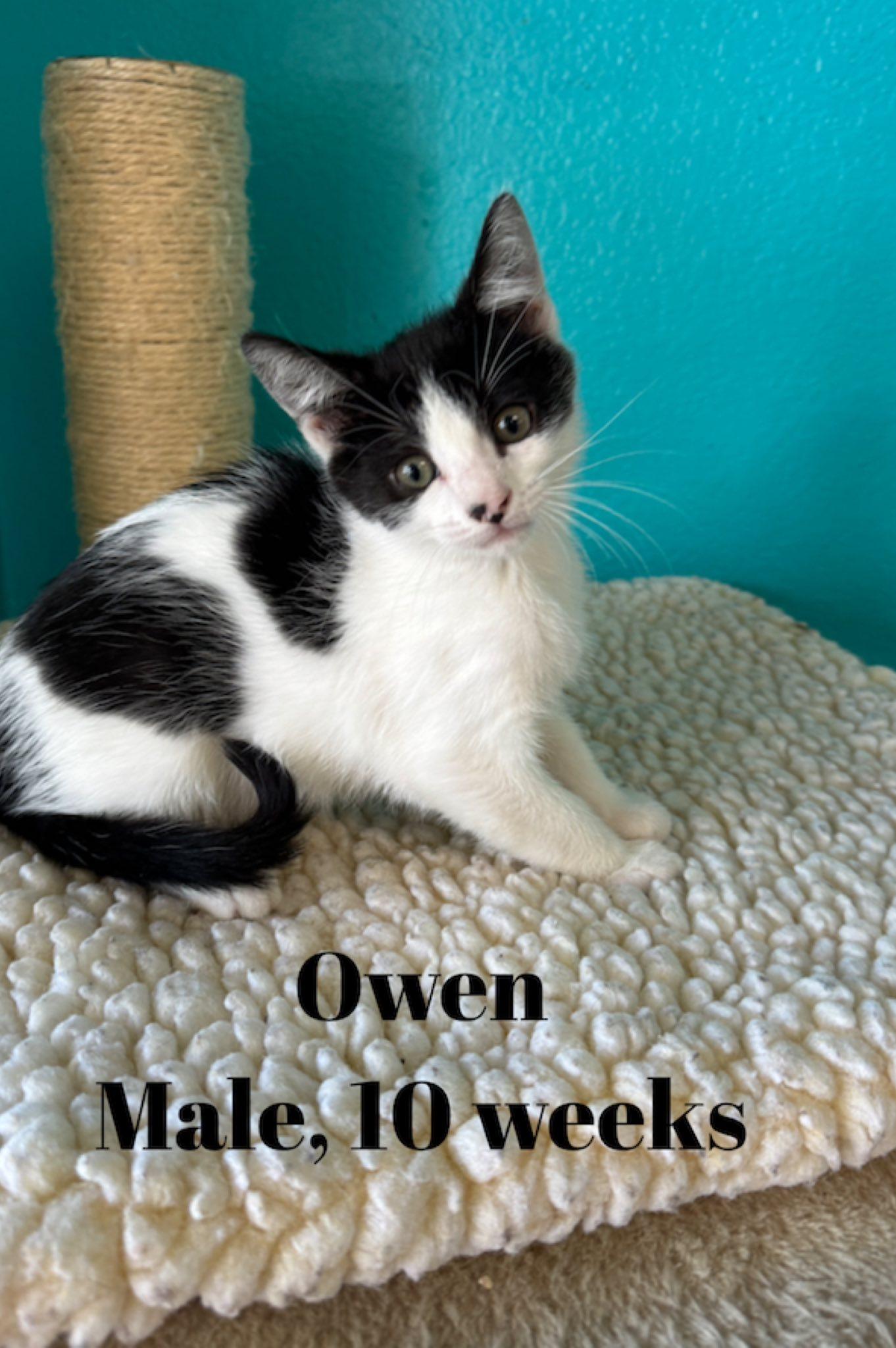 Owen, Adoptable, Kitten Male Domestic Short Hair.