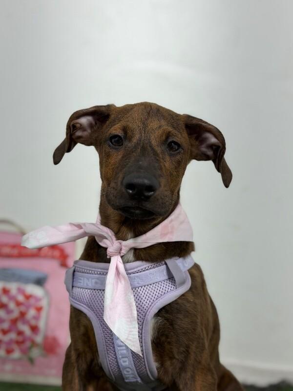 Enlarge Nelson Muntz-One of our Amazing Rescue Dogs, a Adoptable mixed breed in Sunnyvale, CA image 1/1