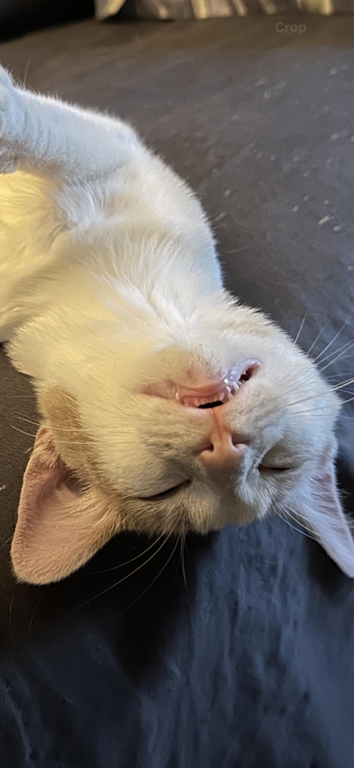 Birch, Adoptable, Young Male Domestic Short Hair.