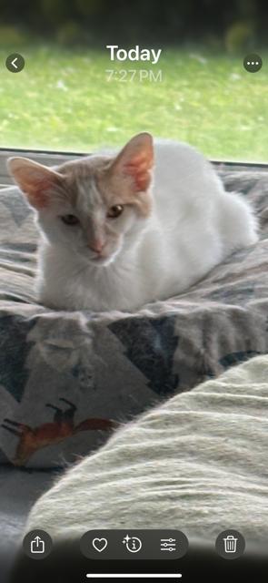 Enlarge Birch, a Adoptable Domestic Short Hair in Kohler, WI image 2/3