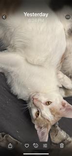 Enlarge Birch, a Adoptable Domestic Short Hair in Kohler, WI image 3/3