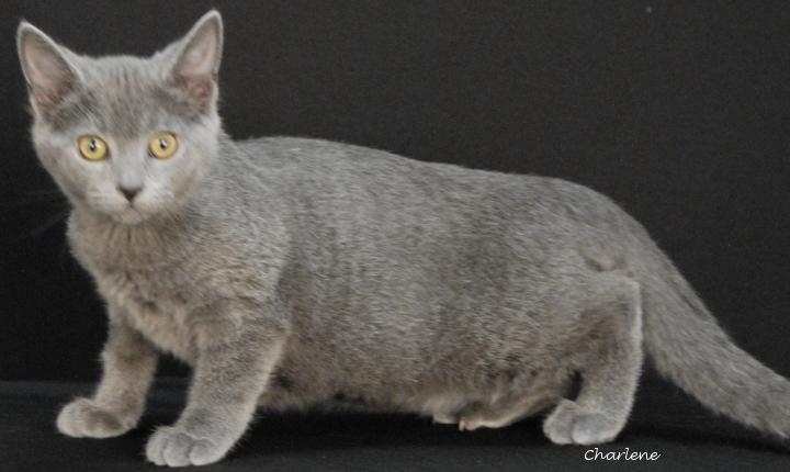 Weenie Hut Jr., Adoptable, Young Male Domestic Short Hair.
