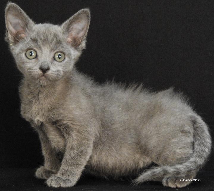 Enlarge Weenie Hut Jr., a Adoptable Domestic Short Hair in Newland, NC image 2/2