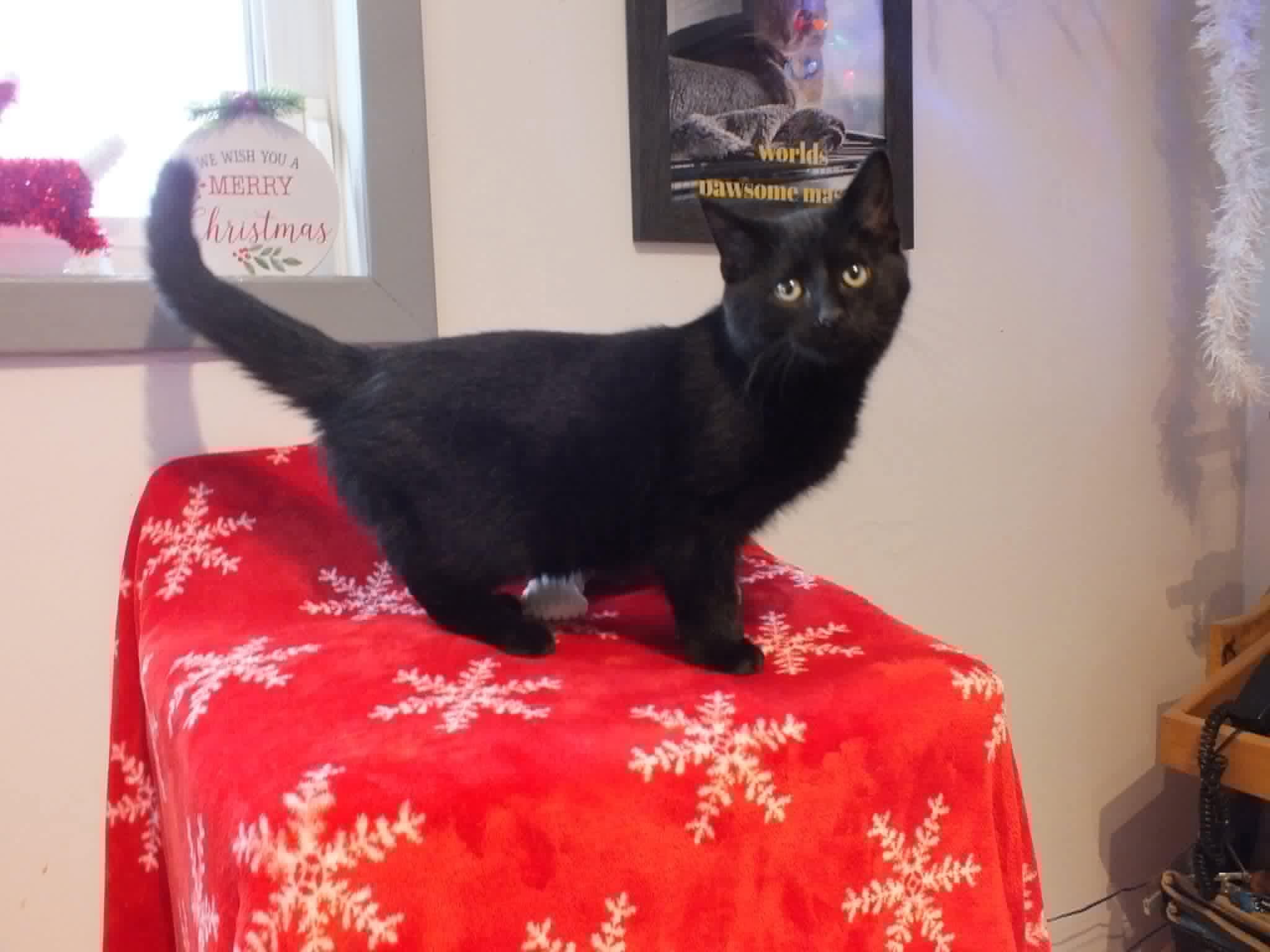 Enlarge Squak, a ADOPTABLE Domestic Short Hair in Weyburn, SK image 1/1