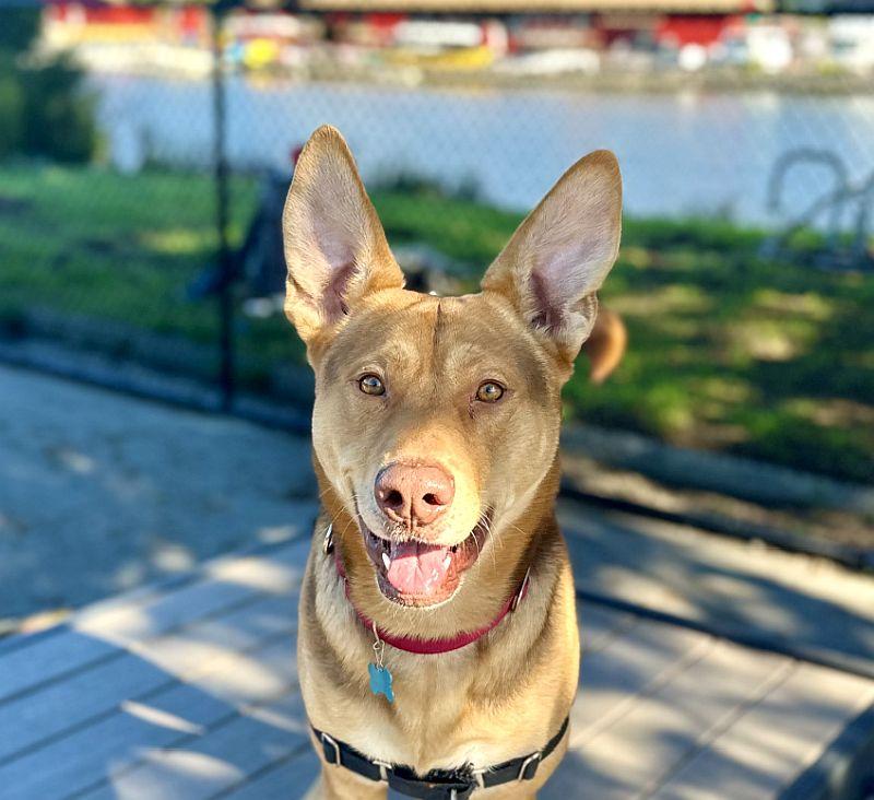 Fabio, ADOPTABLE, Young Male German Shepherd Dog.