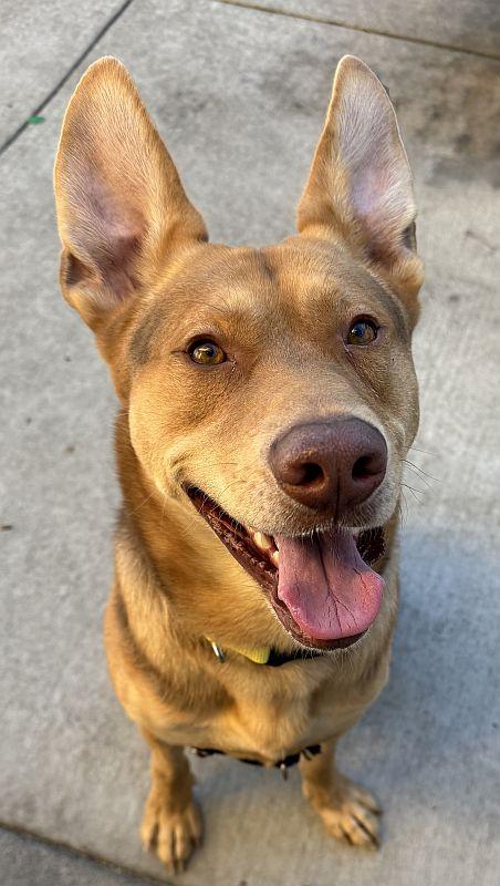 Fabio, ADOPTABLE, Young Male German Shepherd Dog.