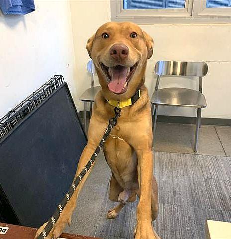 Enlarge Fabio, a ADOPTABLE mixed breed in Berkeley, CA image 4/5