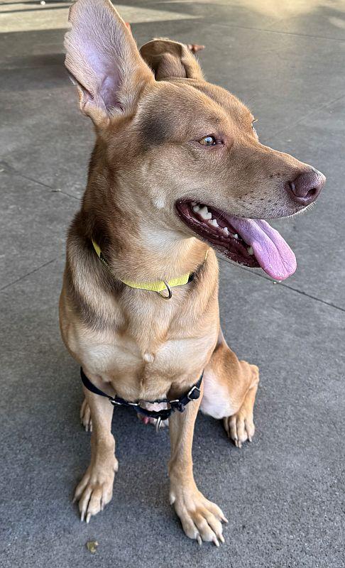Enlarge Fabio, a ADOPTABLE mixed breed in Berkeley, CA image 5/5