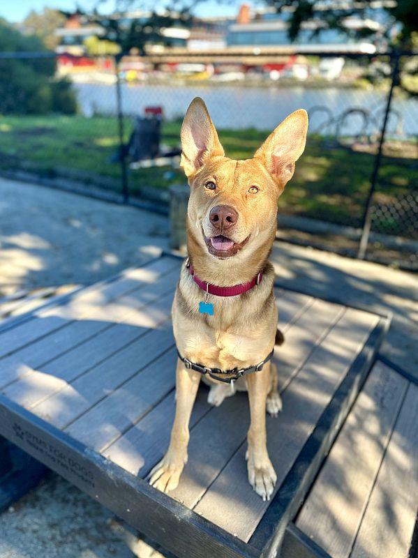 Enlarge Fabio, a ADOPTABLE mixed breed in Berkeley, CA image 5/6