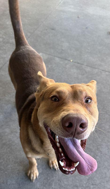 Enlarge Fabio, a ADOPTABLE mixed breed in Berkeley, CA image 3/5